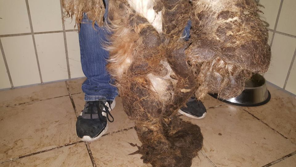 Schlimmer Fall von Tierquälerei Tierherberge KampLintfort // BdT e.V.