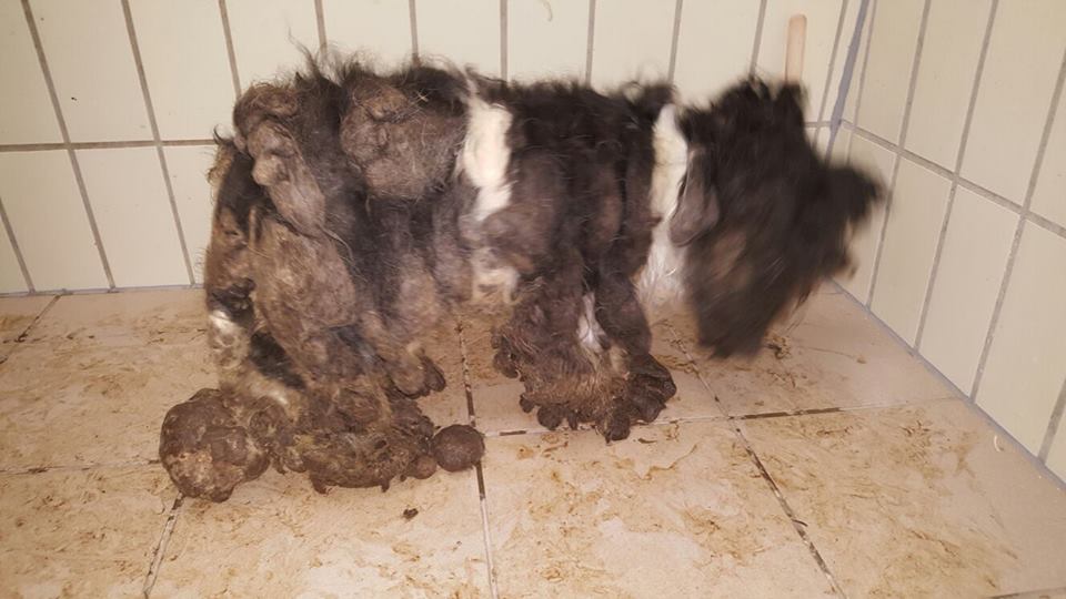 Schlimmer Fall von Tierquälerei Tierherberge KampLintfort // BdT e.V.