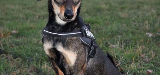 vermisst / zugelaufen Tierherberge KampLintfort