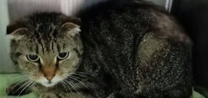 vermisst / zugelaufen Seite 2 Tierherberge KampLintfort // BdT e.V.