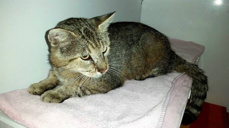 Fundkatze 28.06.17 Tierherberge KampLintfort // BdT e.V.