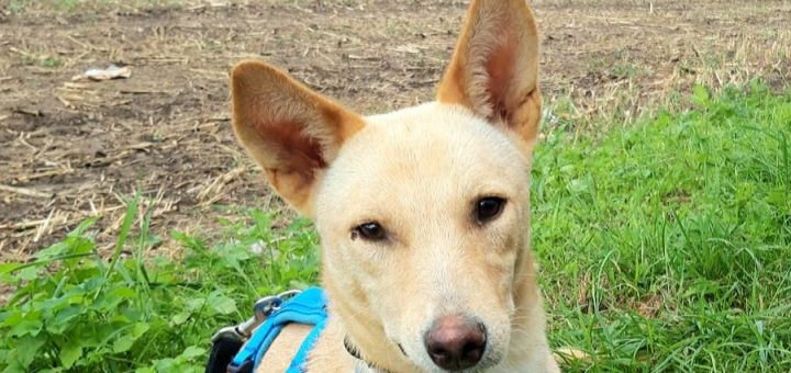 Tierheimteam Seite 2 Tierherberge KampLintfort // BdT e.V.