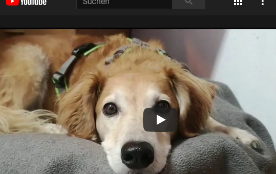 Tierheim Tierherberge KampLintfort // BdT e.V.