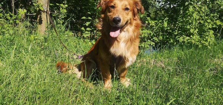 Tierheim Kamp Lintfort Hunde Tierschutzverein Kamp Lintfort Und