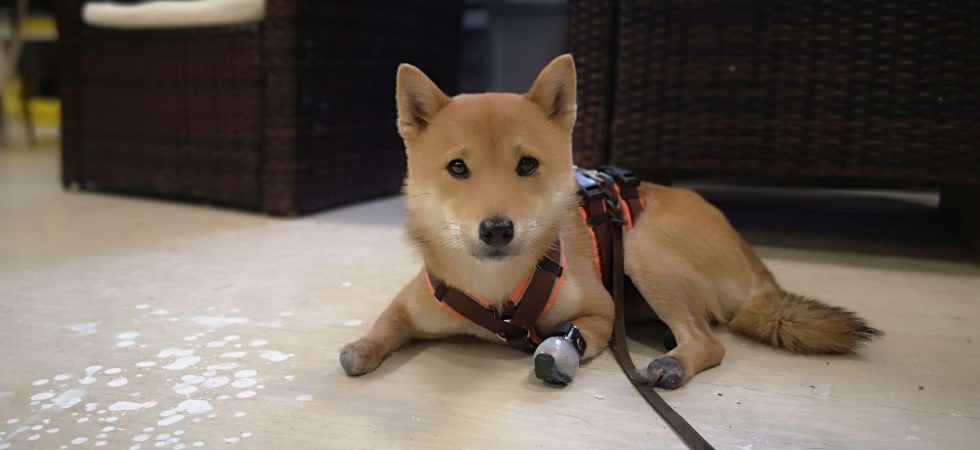 Tierherberge KampLintfort // BdT e.V.