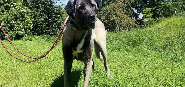 Tierheim Kamp Lintfort Hunde Tierschutzverein Kamp Lintfort Und