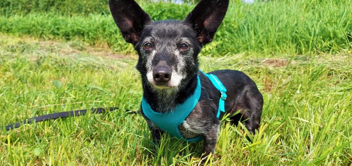 tierheim kamp lintfort hunde