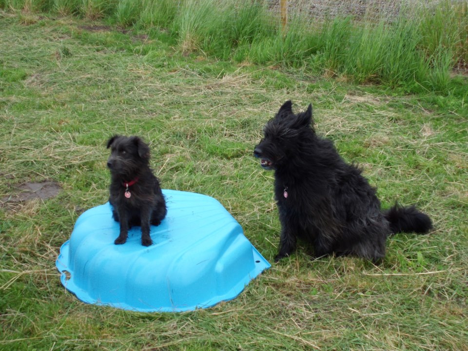 Joey Tierherberge KampLintfort // BdT e.V.